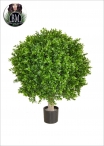 Boxwood Sphera LUX