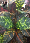 Croton Medium