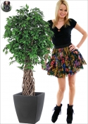 Ficus Artificiale Benjamin  Jumbo Tronco Intrecciato H.167cm