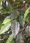 Ficus Lux Large