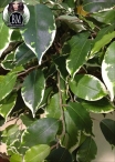 Ficus Mini Bosco Small