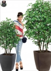 Ficus Mini Bosco Small