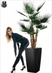 Palm tree - camerus fan luxe