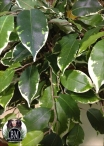 Ficus Exotica Elegant