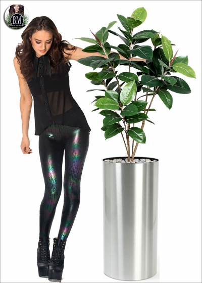 Ficus Artificial Elastic two Heights