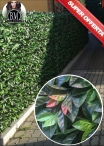 Artificial PHOTINIA 1 MQ tile