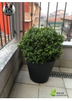 Sphera Boxwood LUX EXT various diameters