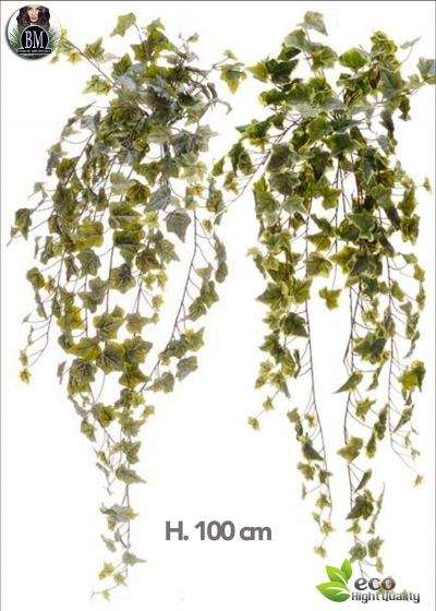 EDERA CADENTE X 423 FOGLIE L.180 CM VERDE o VARIEGATA