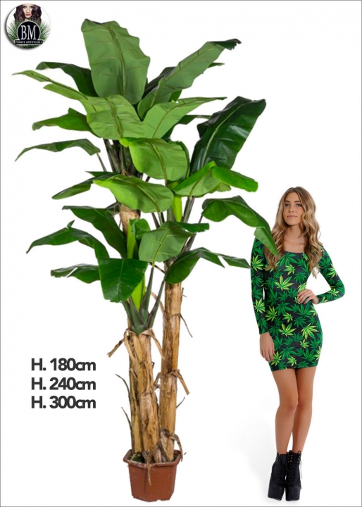 banana-plant-new-tre-misure