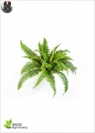 Fern Bush Diam Diam.65cm