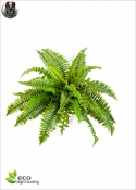 Felce Bush Boston x31 Diam. - 60cm