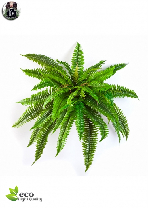 Fern Bush Diam Diam.65cm