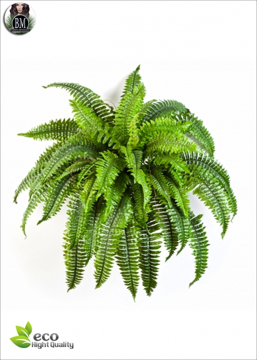 Fern Bush Diam Diam.65cm