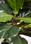 Ficus Benjamin Lux H.150cm