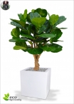 Ficus Benjamin Lux H.150cm