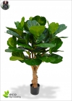 Ficus Benjamin Lux H.150cm