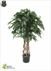 Eucalypthus Gunnii Crown H.150cm