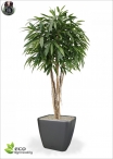 Eucalypthus Gunnii Crown H.150cm