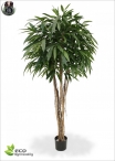 Eucalypthus Gunnii Crown H.150cm