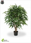 Eucalypthus Gunnii Crown H.150cm