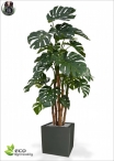 Ficus Benjamin Lux H.150cm