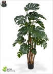 Ficus Benjamin Lux H.150cm