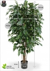 Ficus Panda Tree H.150cm