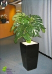 Ficus Benjamin Lux H.150cm