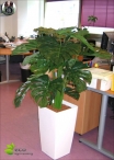 Ficus Benjamin Lux H.150cm