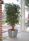 Ficus Starlight Lux H. 150cm