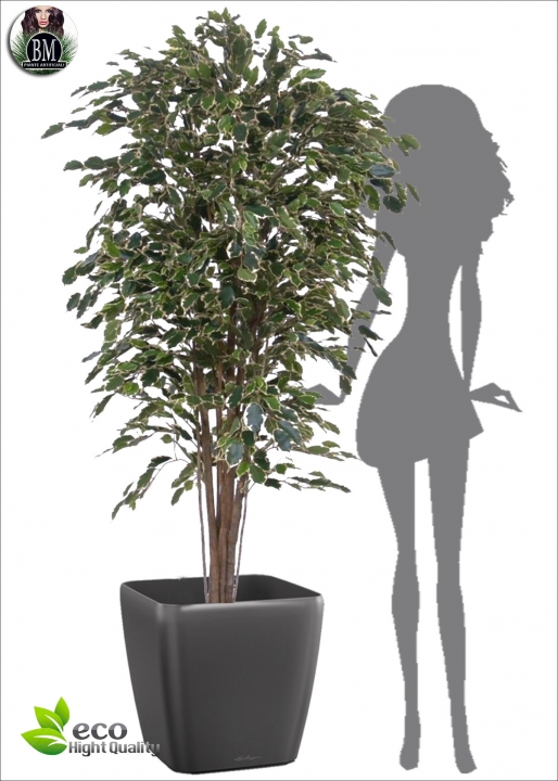 Ficus Starlight Lux H. 150cm