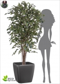 FICUS Artificiale Benjamin Exotica Deluxe Variegato più altezze