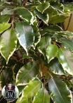 Ficus Starlight Lux H. 150cm