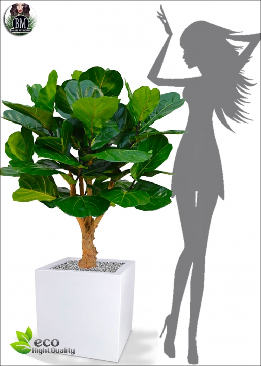 Ficus Benjamin Lux H.150cm