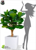 FICUS LYRATA-Artificial BONSAI DELUXE h 125 ø 90cm