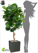 FICUS Artificiale LYRATA BONSAI DELUXE  h.155cm