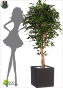 Artificial ficus benjamina Elegance MED GREEN two heights