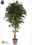 Ficus Exotica Malabar Three  heights