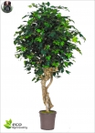 Ficus Exotica Malabar Three  heights