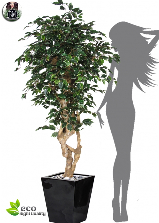 Ficus Exotica Malabar Three  heights