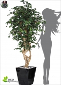 Ficus Artificiale Benjamin Elegance MED  VARIEGATO due altezze