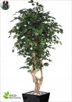 Ficus Exotica Malabar Three  heights