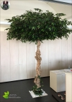 Ficus Benjamin Umbrella H.260cm