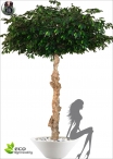 Ficus Benjamin Umbrella H.260cm