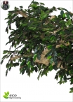 Ficus Benjamin Umbrella H.260cm