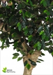 Ficus Benjamin Umbrella H.260cm