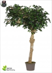 Ficus Benjamin Umbrella H.260cm