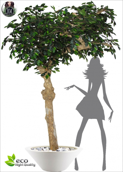 Ficus Benjamin Umbrella H.260cm