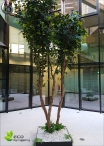 Ficus Exotica Gigantea Designer H.500cm