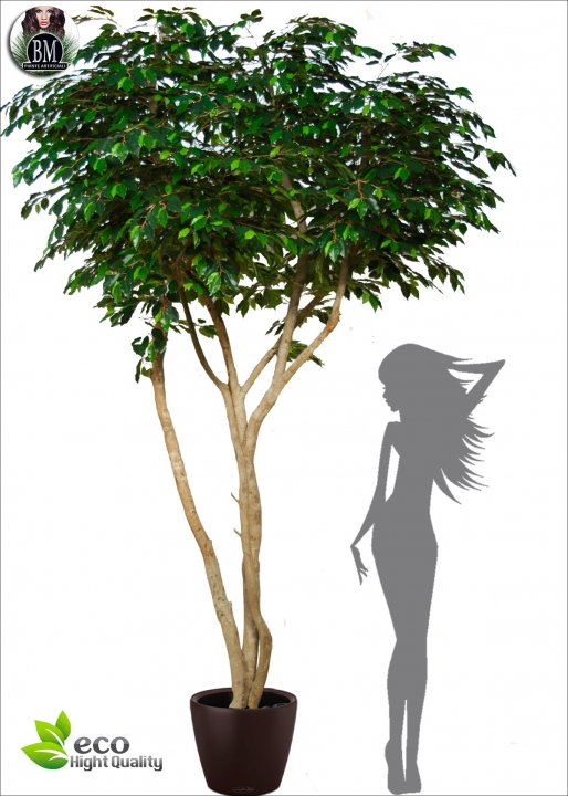 Ficus Exotica Gigantea Designer h.500cm